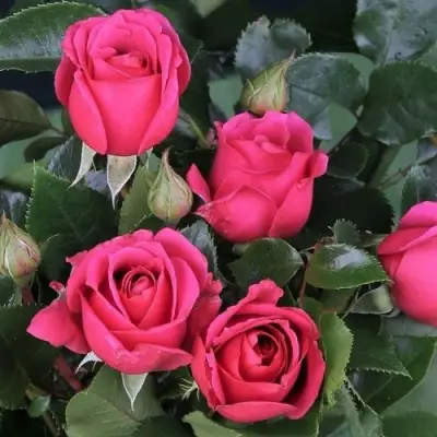 Роза ЛАВ ЛЕТТЕР флорибунда в Новополоцке