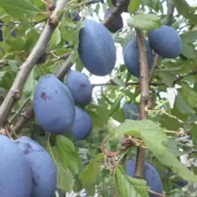 Слива ГИЛЬБЕРТ в Новополоцке