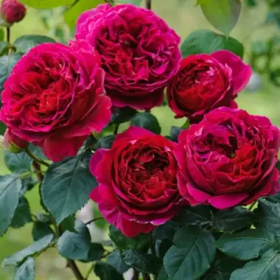 Роза КЕЙТ английская в Новополоцке