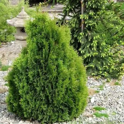 Туя МИКИ западная в Новополоцке