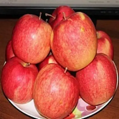 Яблоня ЛИГОЛ в Новополоцке