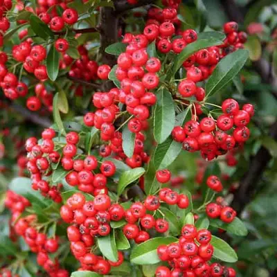 Пираканта РЕД КУИШОН в Новополоцке