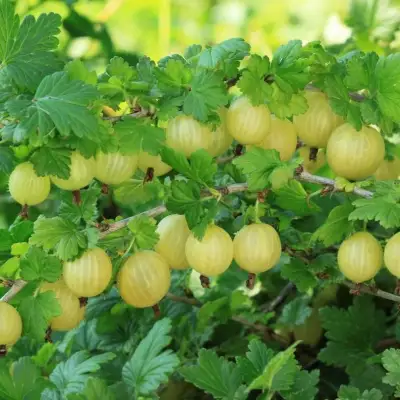 Крыжовник БЕРИЛЛ в Новополоцке