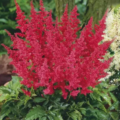 Астильба МОНТГОМЕРИ японская в Новополоцке