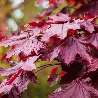 Клен РОЯЛ РЕД остролистный в Новополоцке
