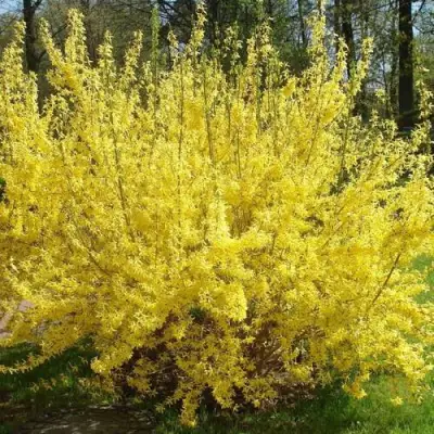 Форзиция ФОРЧУНА в Новополоцке