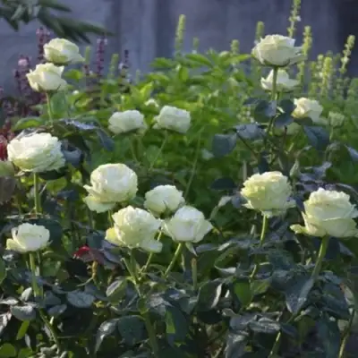 Роза ВАКАНА японская в Новополоцке