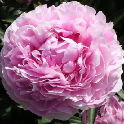 Пион ША-ЛА травянистый в Новополоцке