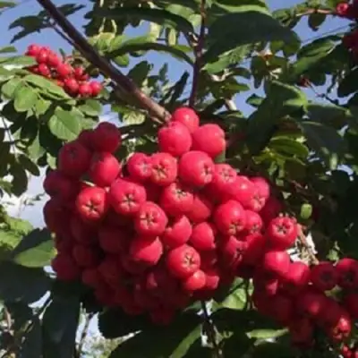 Рябина МОРАВСКАЯ сладкоплодная в Новополоцке