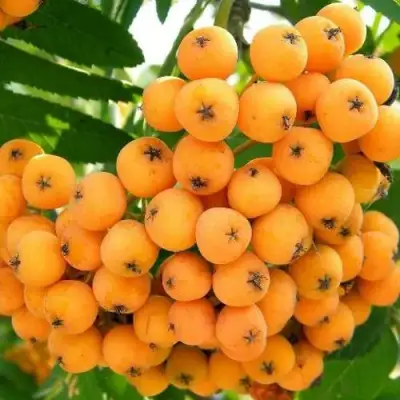 Рябина НЕВЕЖИНСКАЯ ЖЕЛТАЯ сладкоплодная в Новополоцке