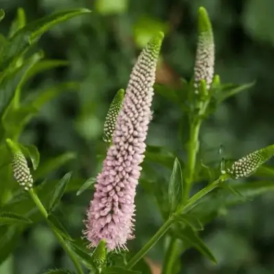 Вероника ФЕСТ ЧОЙС длиннолистная в Новополоцке