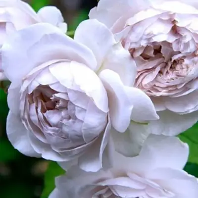 Роза ГРИЗЕЛИС шраб в Новополоцке