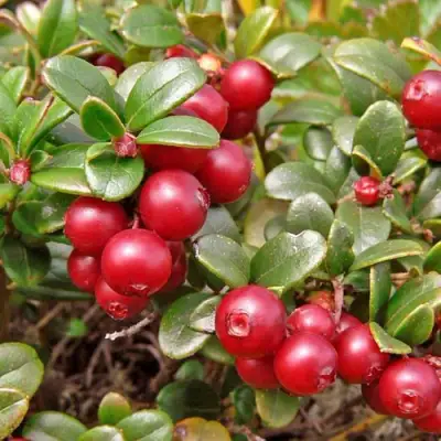 Брусника садовая АМЕРЛАНД в Новополоцке