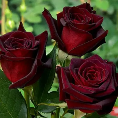 Роза ЧЕРНАЯ МАГИЯ чайно-гибридная в Новополоцке