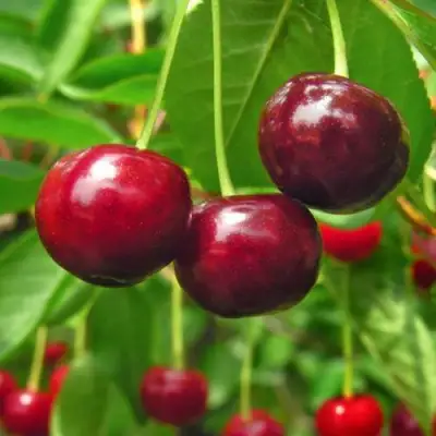 Вишня УЙФЕХЕРТОЙ ФЮРТОШ в Новополоцке