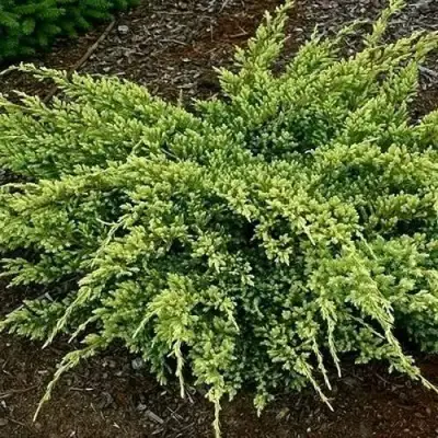 Можжевельник ДРИМ ДЖОЙ чешуйчатый в Новополоцке