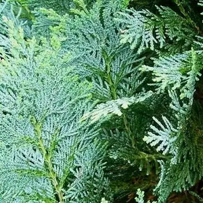 Кипарисовик КОЛУМНАРИС лавсона в Новополоцке