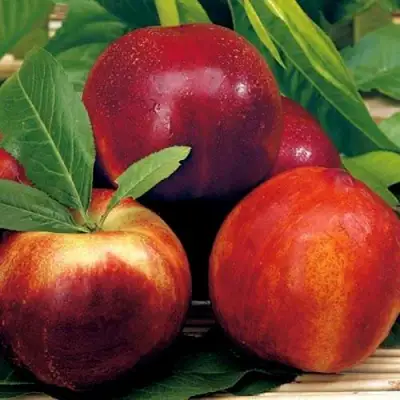 Нектарин СТАРК РЕД ГОЛД в Новополоцке