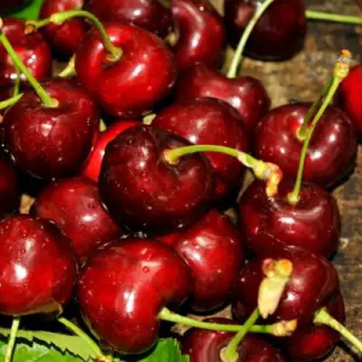 Черешня САММИТ в Новополоцке