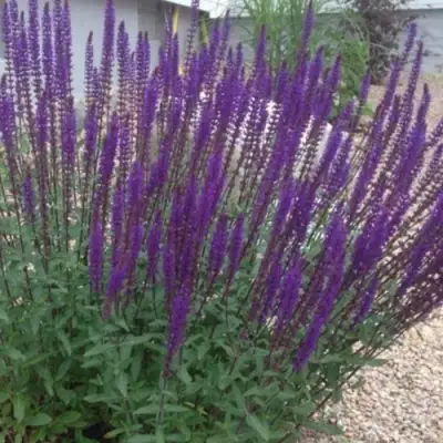 Шалфей КАРАДОНА в Новополоцке