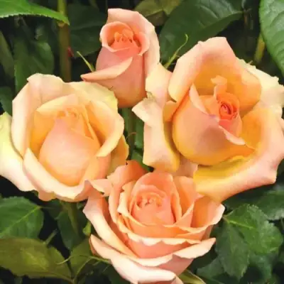 Роза ВЕРСИЛИЯ чайно-гибридная в Новополоцке