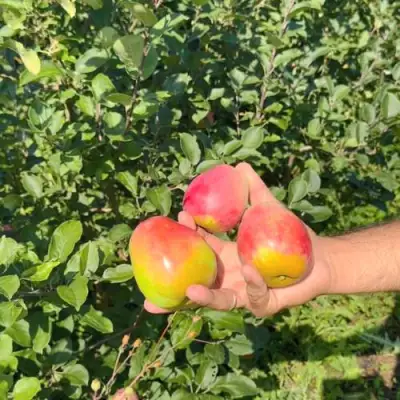 Яблоня КАНДИЛЬ БАГРЯНЫЙ в Новополоцке