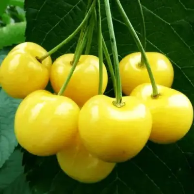 Черешня ПОДСНЕЖНИК в Новополоцке