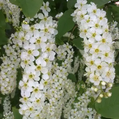Черемуха САМОПЛОДНАЯ в Новополоцке