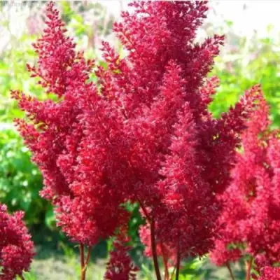 Астильба СКАЙСКРЕЙПЕР китайская в Новополоцке