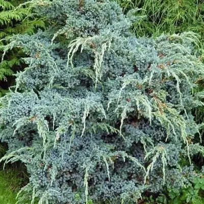 Можжевельник БЛЮ АЛЬПС китайский  в Новополоцке