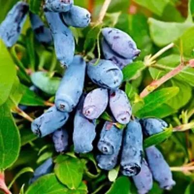 Жимолость съедобная БАКЧАРСКИЙ ВЕЛИКАН в Новополоцке