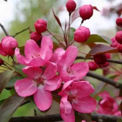 Яблоня РУДОЛЬФ декоративная  в Новополоцке