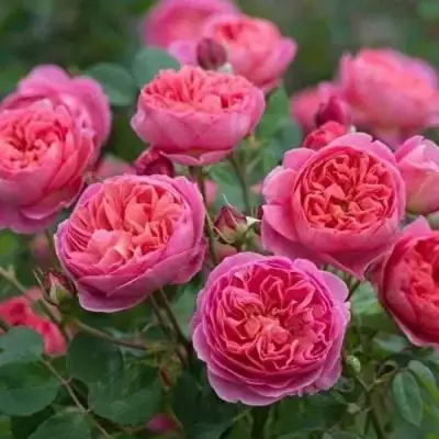 Роза БЕНДЖАМИН БРИТТЕН шраб в Новополоцке