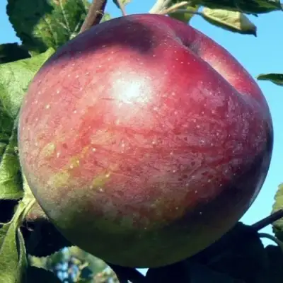 Яблоня АЛЕСЯ в Новополоцке