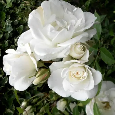 Роза АЙСБЕРГ флорибунда в Новополоцке