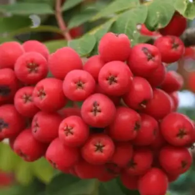 Рябина АЛАЯ КРУПНАЯ сладкоплодная в Новополоцке