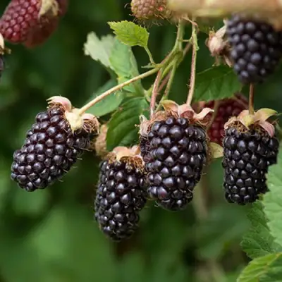 Ежемалина БОЙСЕНБЕРРИ в Новополоцке