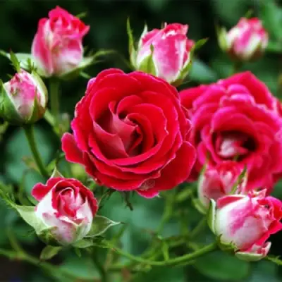 Роза ШОНЕ КОБЛЕНЦЕРИН флорибунда в Новополоцке