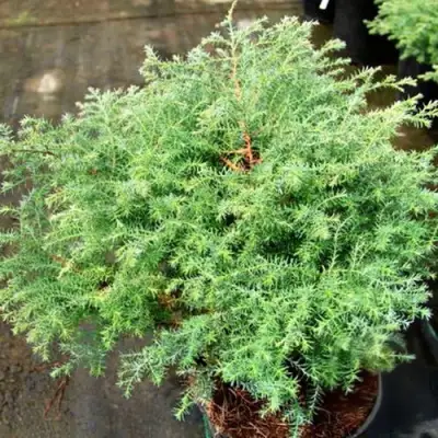 Кипарисовик СКВАРРОЗА горохоплодный в Новополоцке