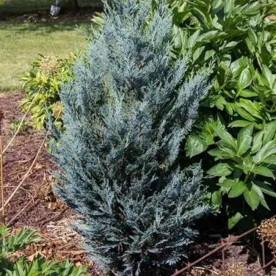 Кипарисовик ДАРТС БЛЮ РИББОН лавсона в Новополоцке