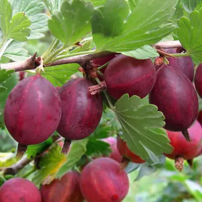 Крыжовник ХИННОМАКИ РОТ в Новополоцке