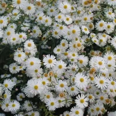 Болтония СНОУБЭНК в Новополоцке