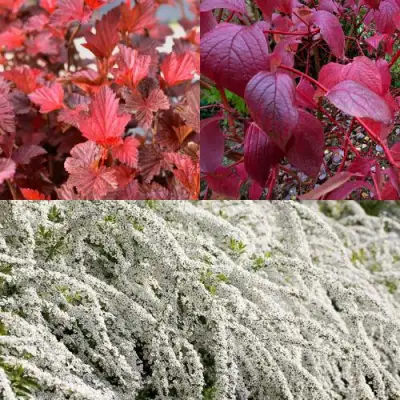 Комплект ЖИВАЯ ИЗГОРОДЬ в Новополоцке