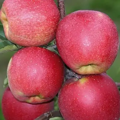 Яблоня ЧЕМПИОН в Новополоцке