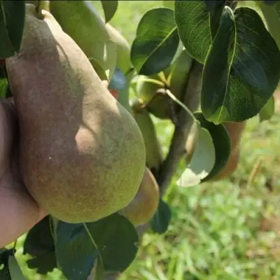 Груша БРЯНСКАЯ КРАСАВИЦА в Новополоцке
