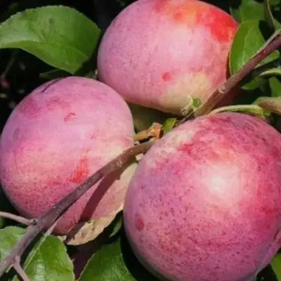 Яблоня БЕЛОРУССКОЕ МАЛИНОВОЕ в Новополоцке