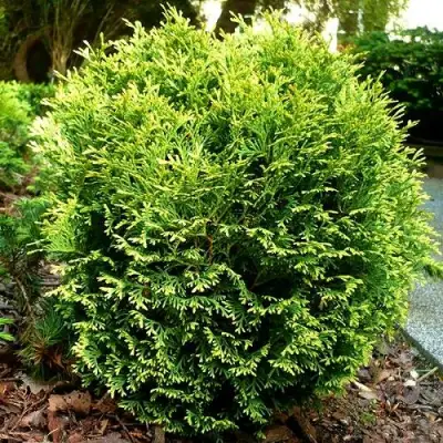 Туя ВОТЕРФИЛД западная в Новополоцке