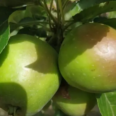 Яблоня ПАМЯТЬ СИКОРЫ в Новополоцке