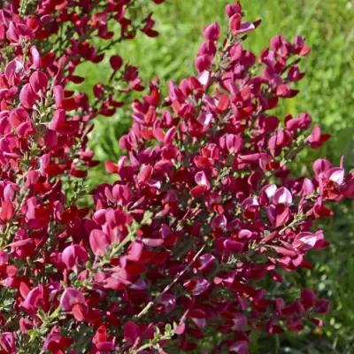 Ракитник БОСКОП РУБИ  в Новополоцке