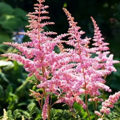 Астильба ЭДЕНС ОДИССЕЙ Арендса в Новополоцке